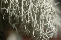 Kalchbrenneriella cyanescens